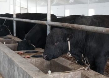 «Ақылды» мал бордақылау алаңы ашылды