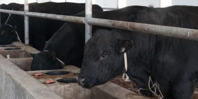 «Ақылды» мал бордақылау алаңы ашылды