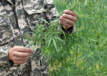 Шудың анашасын кәдеге жаратудың жолы айтылды