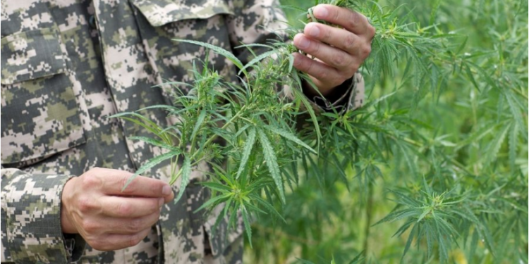 Шудың анашасын кәдеге жаратудың жолы айтылды