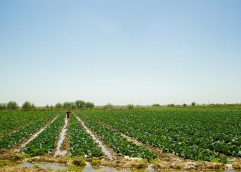 Түркістан облысында егін-терім науқаны сәтті аяқталды