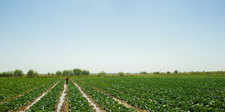 Түркістан облысында егін-терім науқаны сәтті аяқталды