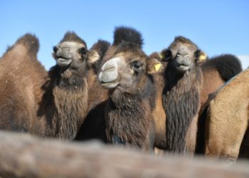 Созақ ауданында түйе шаруашылығын дамыту жанданып келеді