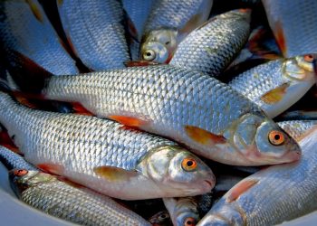 Түлкібаста балық шаруашылығы қарқынды дамып келеді