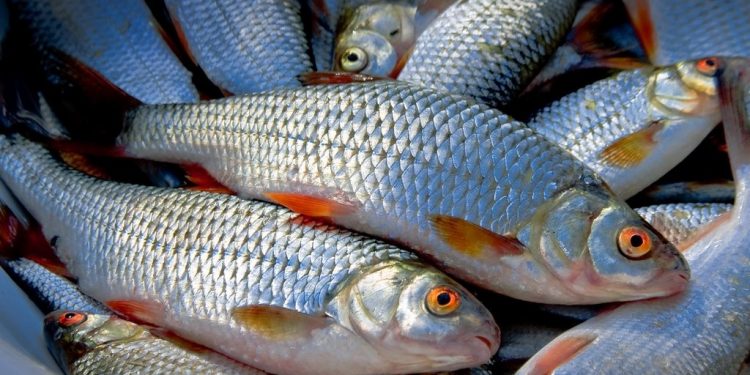 Түлкібаста балық шаруашылығы қарқынды дамып келеді