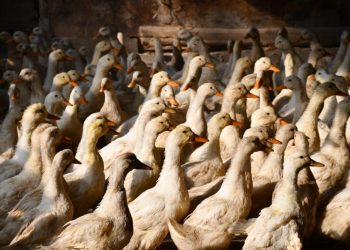 Аспан асты елінен алынған үйректер түркістан облысында жерсінді