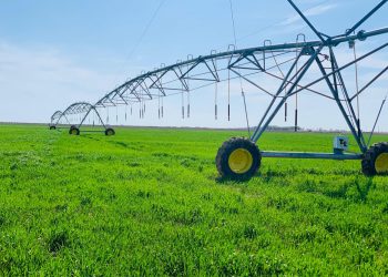 Түркістан: Кентауда ауыл шаруашылығының өнім көлемі 64 млрд.  теңгеге жеткен