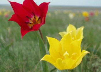 Қазақстанда Өсімдіктер әлемі туралы Заң жобасы әзірленді