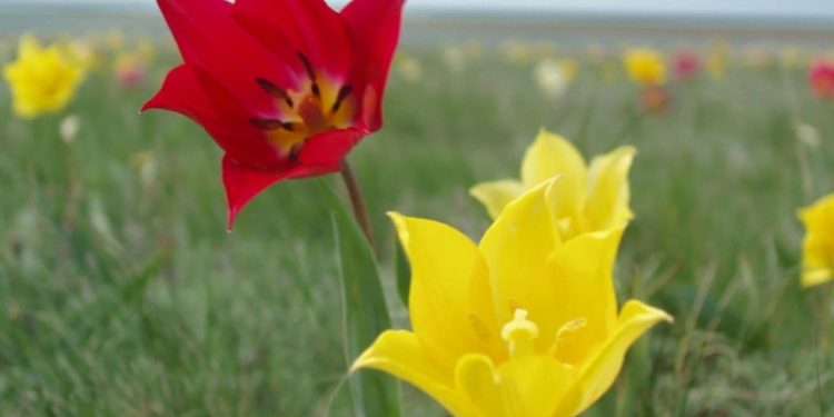 Қазақстанда Өсімдіктер әлемі туралы Заң жобасы әзірленді