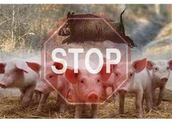 Ветеринарлық комитет шошқаның африкалық обасының елімізде алдын алу шараларын ұйымдастыруда   
