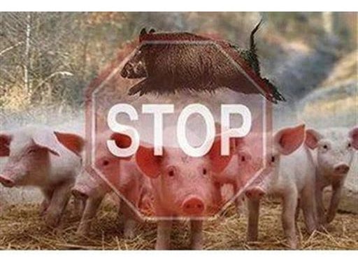 Ветеринарлық комитет шошқаның африкалық обасының елімізде алдын алу шараларын ұйымдастыруда   
