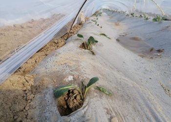 Жетісайлық диқандар қырыққабат егуді бастады