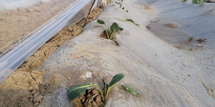 Жетісайлық диқандар қырыққабат егуді бастады