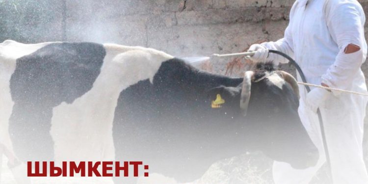 Шымкентте ветеринариялық іс-шаралар күшейтілуде