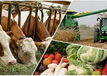 «Nur Otan»: Түркістан облысында ауыл шаруашылық өнімдерінің экспорты ұлғаяды