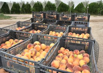 Түркістан : Сарыағаш ауданында егістік алқабы 70 мың гектарға жеткізілмек