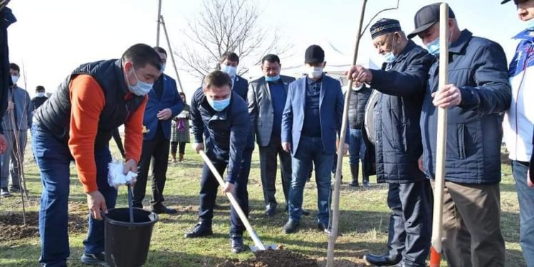 Шымкентте 20 мың түп ағаш отырғызылды