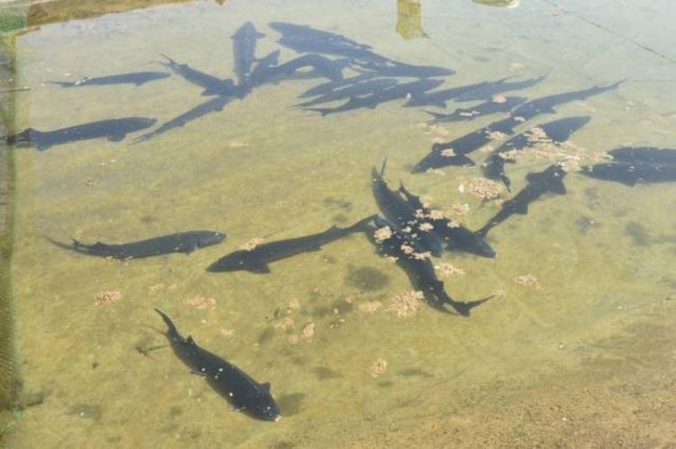 Созақ ауданында балық шаруашылығы қарқынды дамып келеді