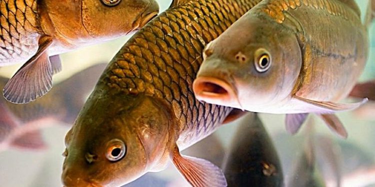 Созақ ауданында балық шаруашылығы қарқынды дамып келеді