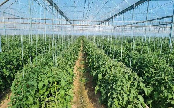 Сайрам ауданында 40 гектардан астам жерге жылыжай өнімдері егілді