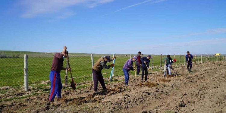 Тәуелсіздіктің 30 жылдығына — 30 млн. ағаш