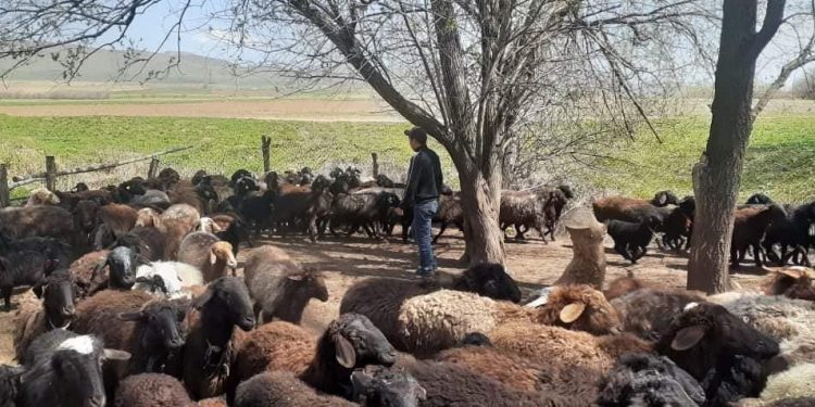 Түркістан: Түлкібас ауданында мал шаруашылығы қарқынды дамуда