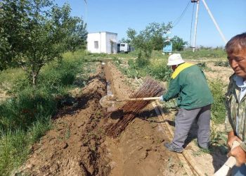Шымкент: Қарағаш көшетінің 87 мың данасы егілді