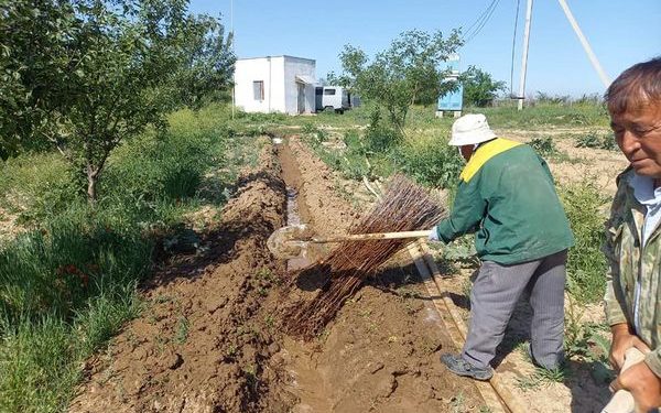 Шымкент: Қарағаш көшетінің 87 мың данасы егілді