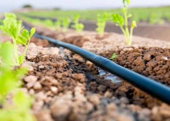 Сайрам ауданында тамшылатып суару жүйесі 528 гектарға жетті