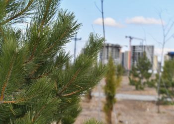 Түркістан: «Жасыл белдеу» аумағы 13 500 гектарға жетті