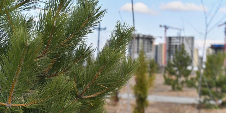 Түркістан: «Жасыл белдеу» аумағы 13 500 гектарға жетті