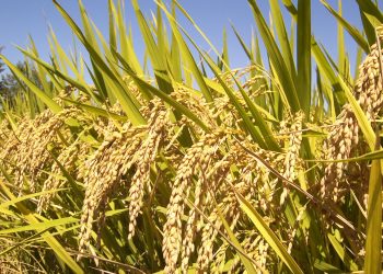 Шардара ауданында күріш өсіру ісіне ерекше көңіл бөлінбек