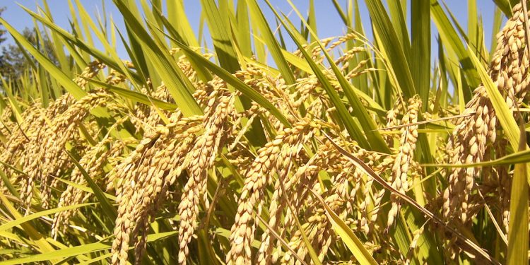 Шардара ауданында күріш өсіру ісіне ерекше көңіл бөлінбек