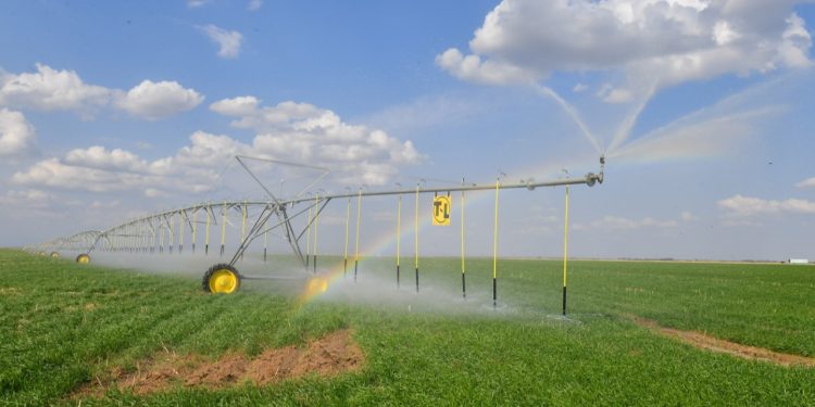 Түркістанның азық-түлік белдеуі қалыптасуда 