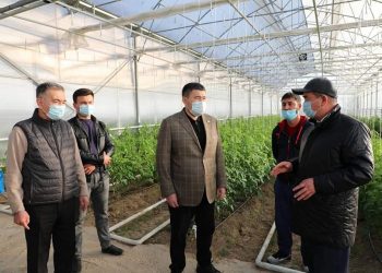 Түркістан : Сарыағашта жылыжайды дамытуға арналған тәжірибе станциясы салынуда