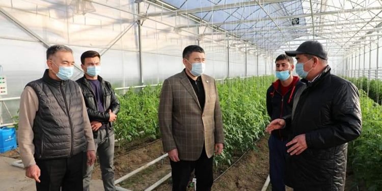 Түркістан : Сарыағашта жылыжайды дамытуға арналған тәжірибе станциясы салынуда