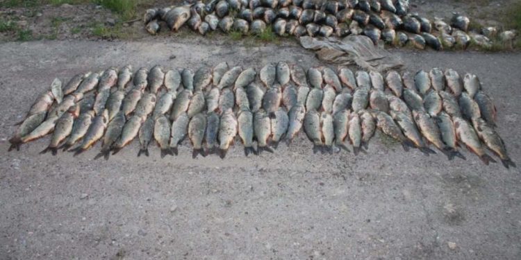 Сарыағаштық браконьерлерден 150 келіге жуық балық тәркіленді
