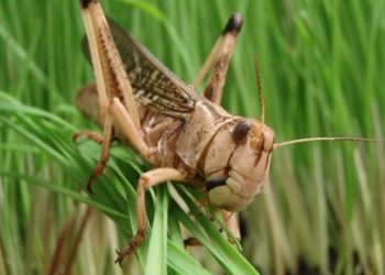 Қазақстанда шегіртке зиянкестерін анықтау мақсатында тексеру басталды