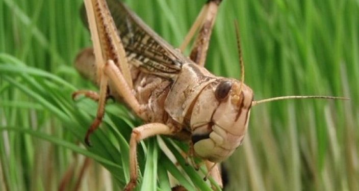 Қазақстанда шегіртке зиянкестерін анықтау мақсатында тексеру басталды