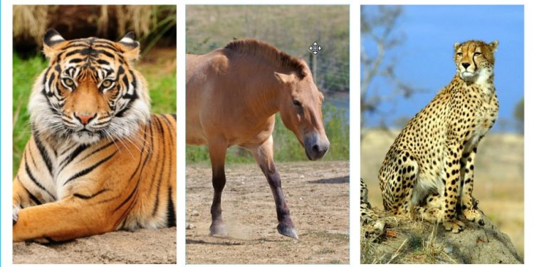 Қазақстанның Қызыл кітабы үш жануармен толықты