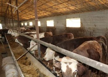 Түлкібаста 80-ге жуық мал бордақылау алаңы жұмыс істейді