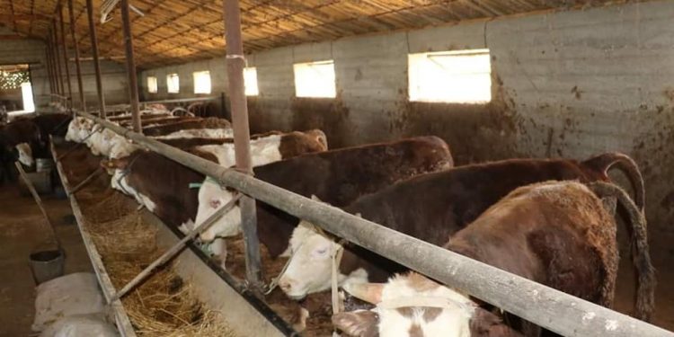 Түлкібаста 80-ге жуық мал бордақылау алаңы жұмыс істейді