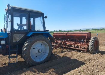 Түлкібас ауданында алғашқы рет соя егілді