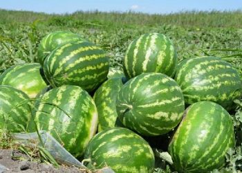 Жетісайлық қарбыздар ресейге жөнелтілуде