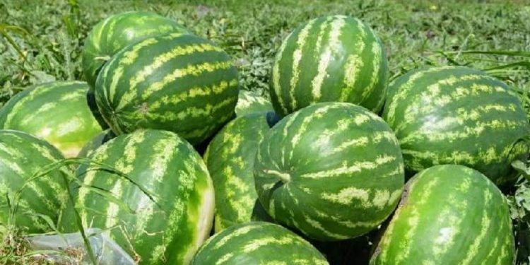 Жетісайлық қарбыздар ресейге жөнелтілуде