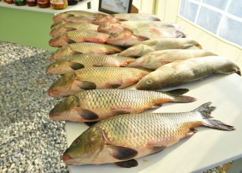 Республикада өндірілетін тауарлы балық көлемінің 70 % Түркістан облысының үлесінде