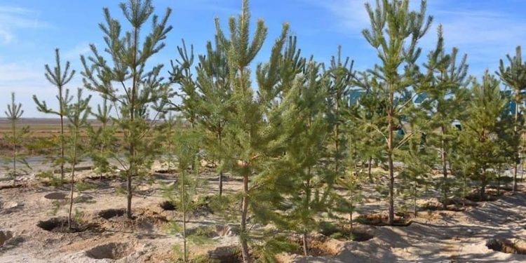 Түркістан облысында 170 млн ағаш көшеті отырғызылады