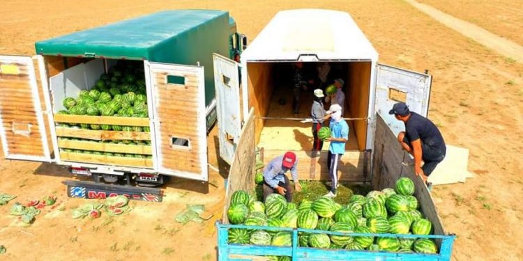 Шардаралық диқандар бақша өнімдерін экспорттауды бастады