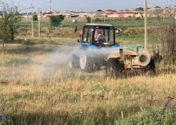 Шымкентте үйірлі шегірткелерге қарсы күрес шаралары басталды