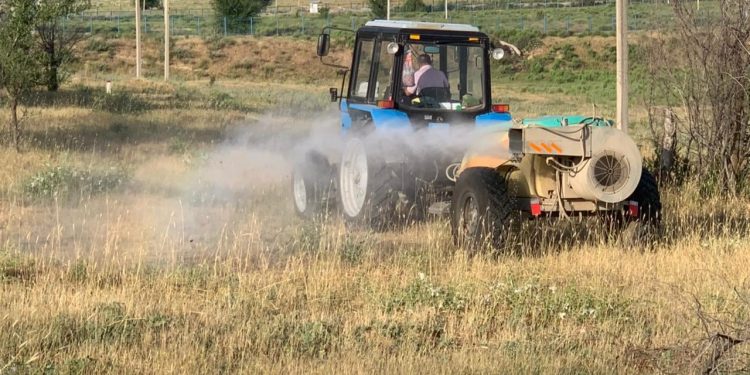 Шымкентте үйірлі шегірткелерге қарсы күрес шаралары басталды